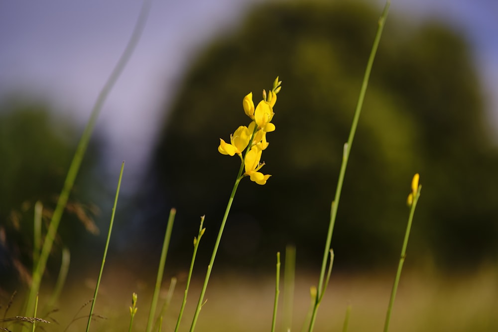 flor amarilla en campo de hierba verde