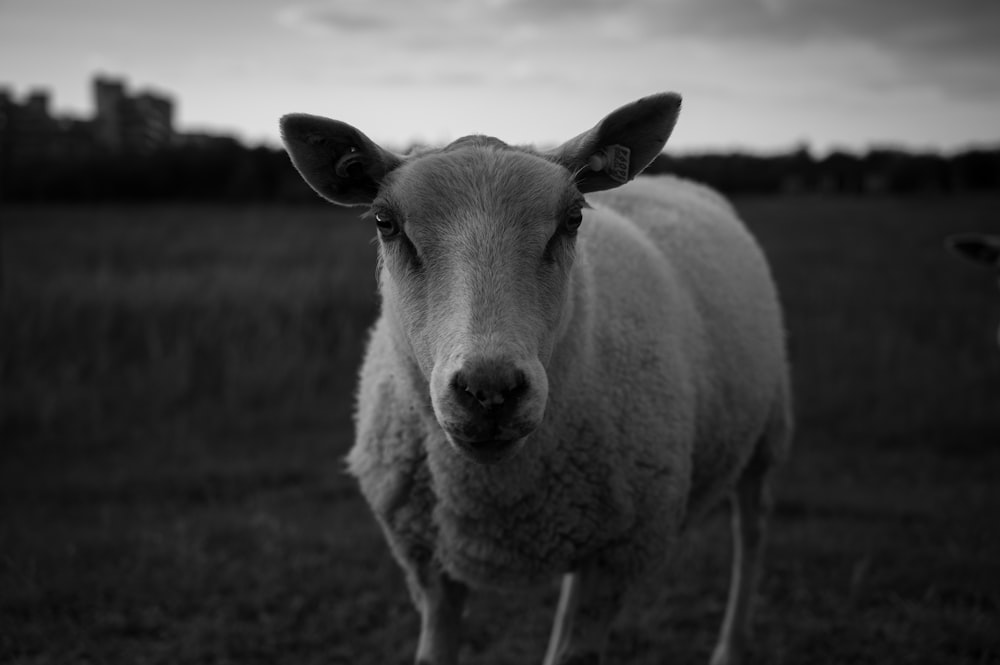 foto em tons de cinza de ovelhas no campo de grama