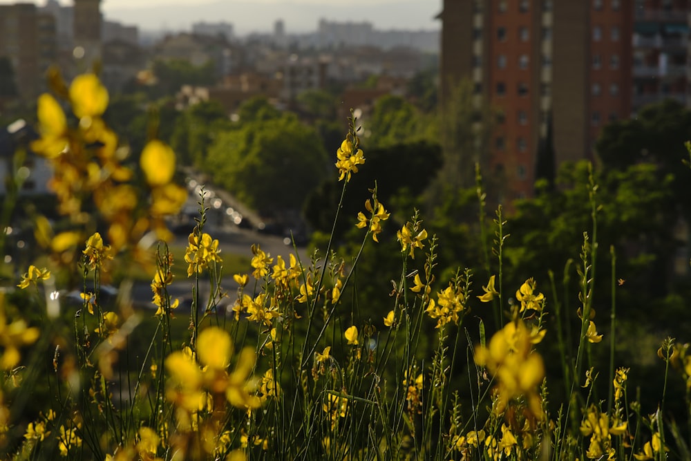 yellow flowers with green leaves during daytime