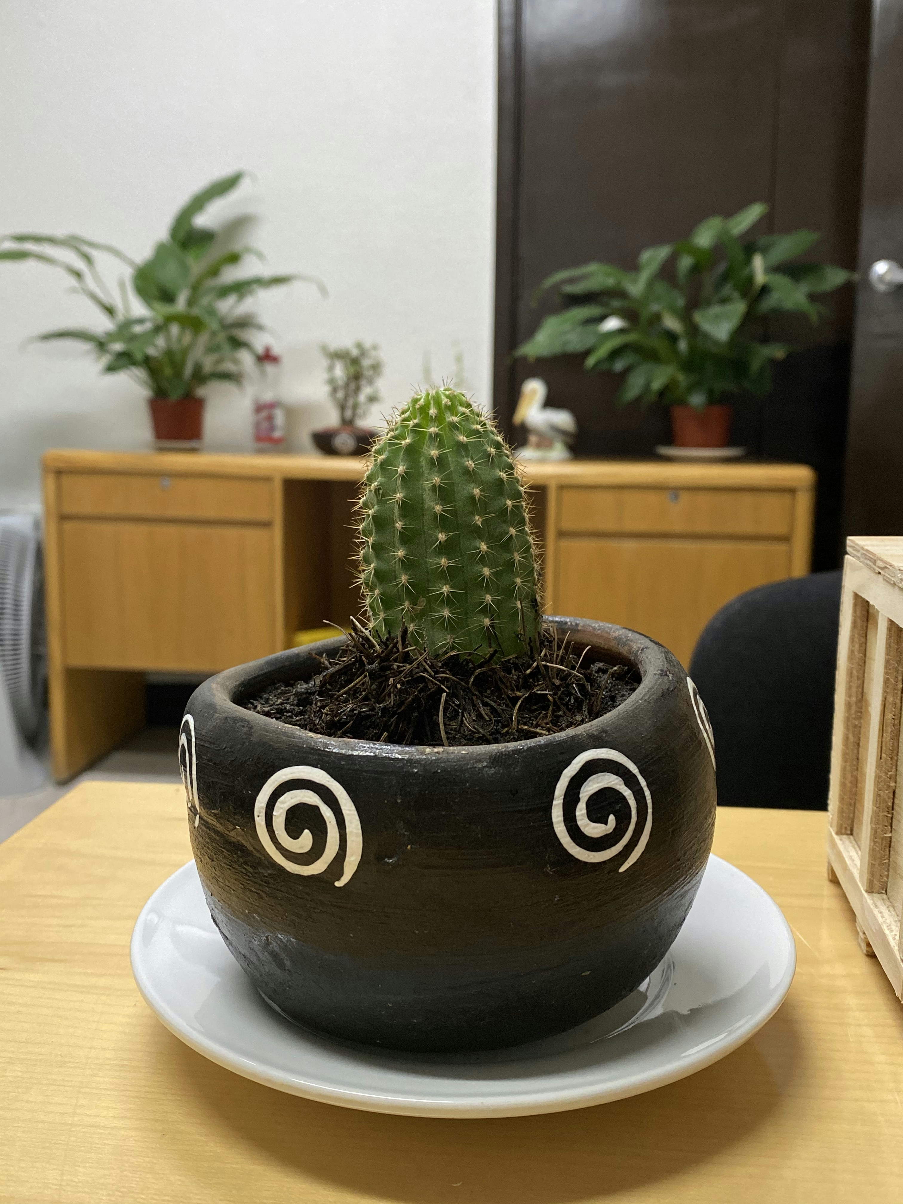 Creative Ways to Decorate Indoors Using Cactus Plants