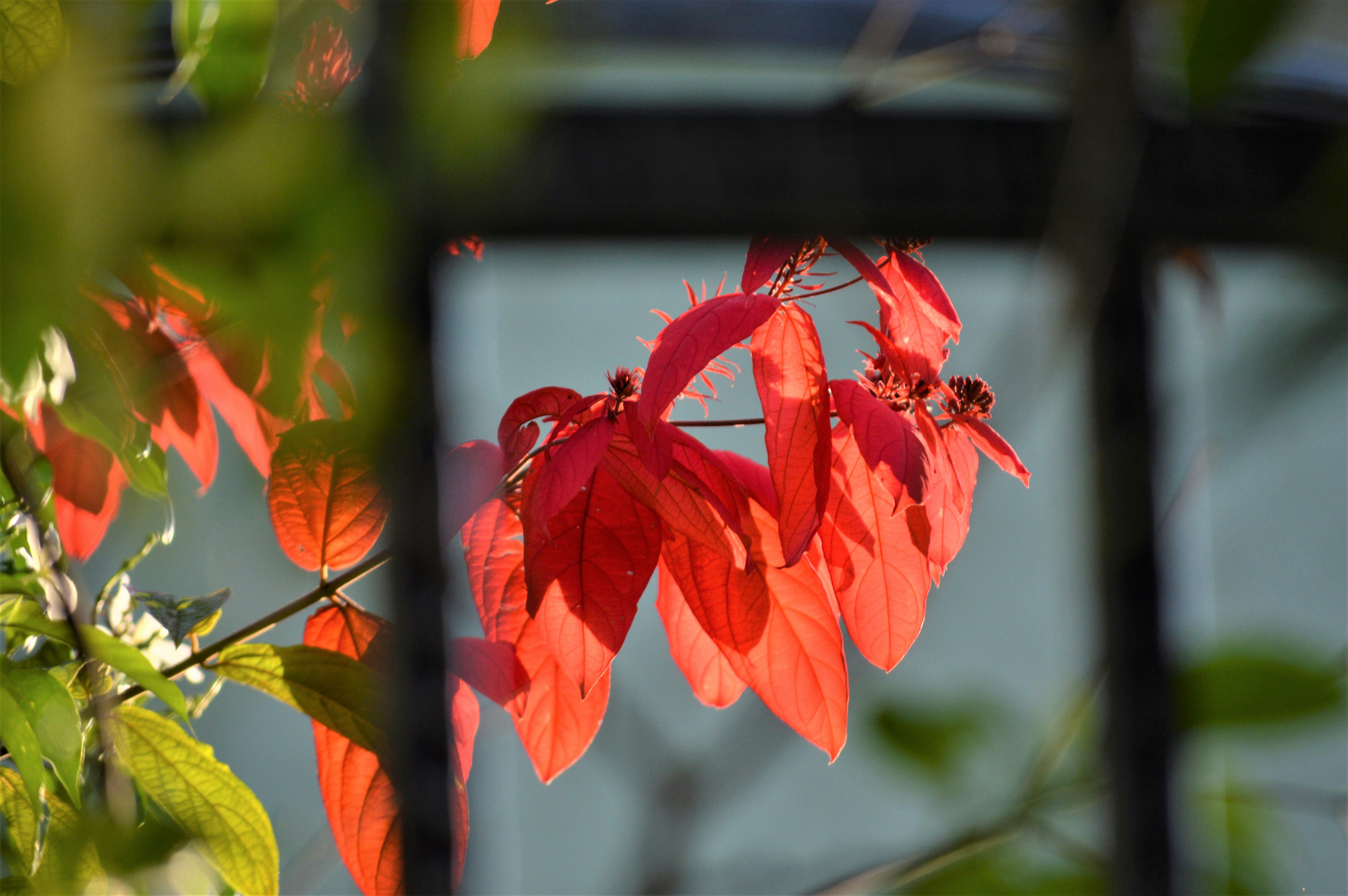 Photo by shelleygrayson