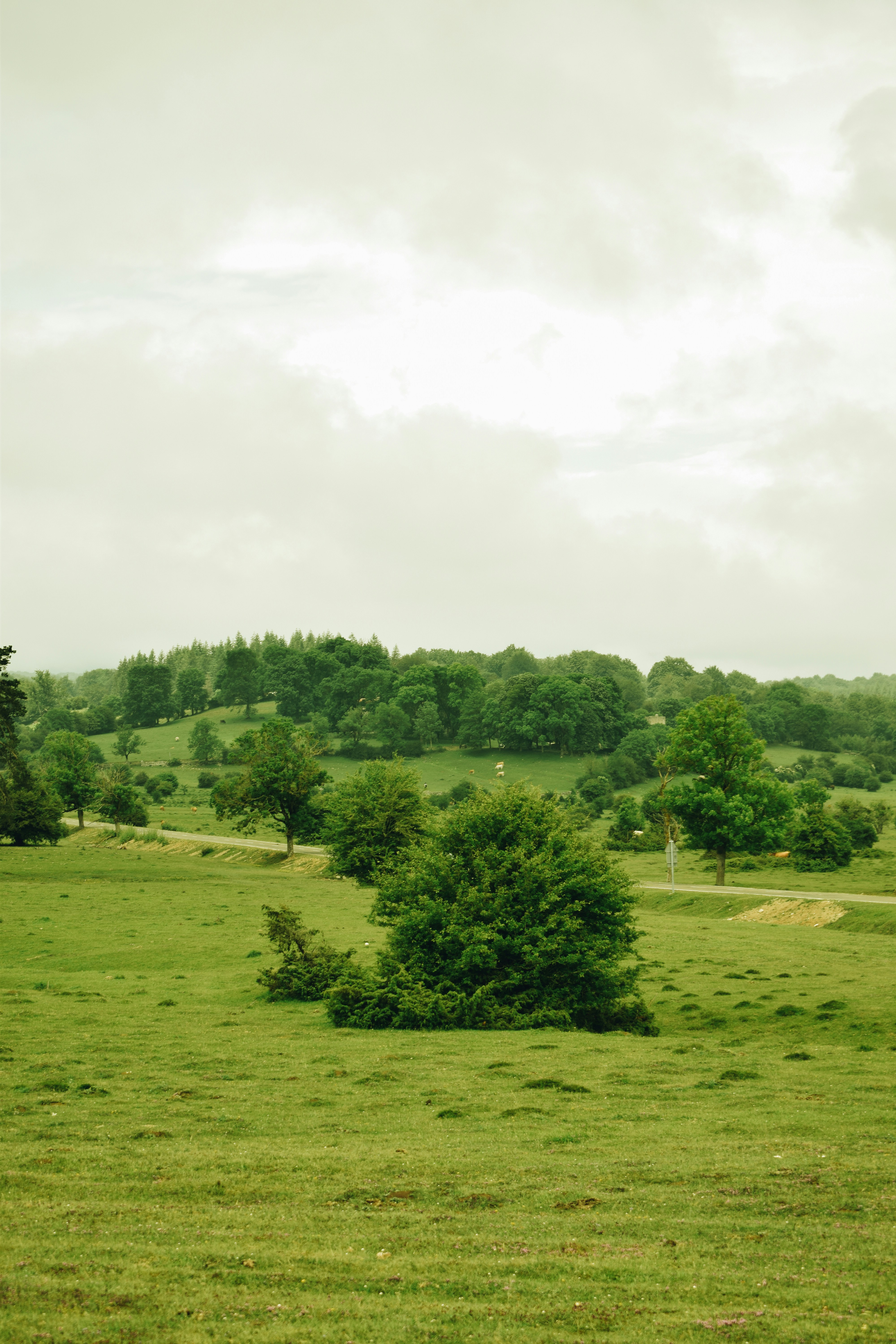 Foto zum Thema Grünes Grasfeld mit Bäumen unter weißen Wolken tagsüber