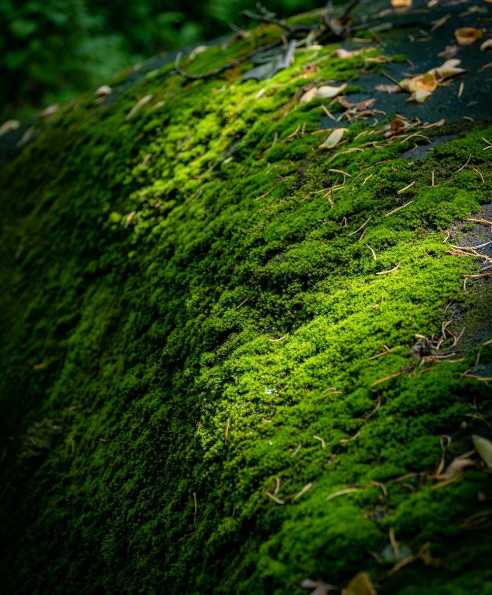 green moss on green grass