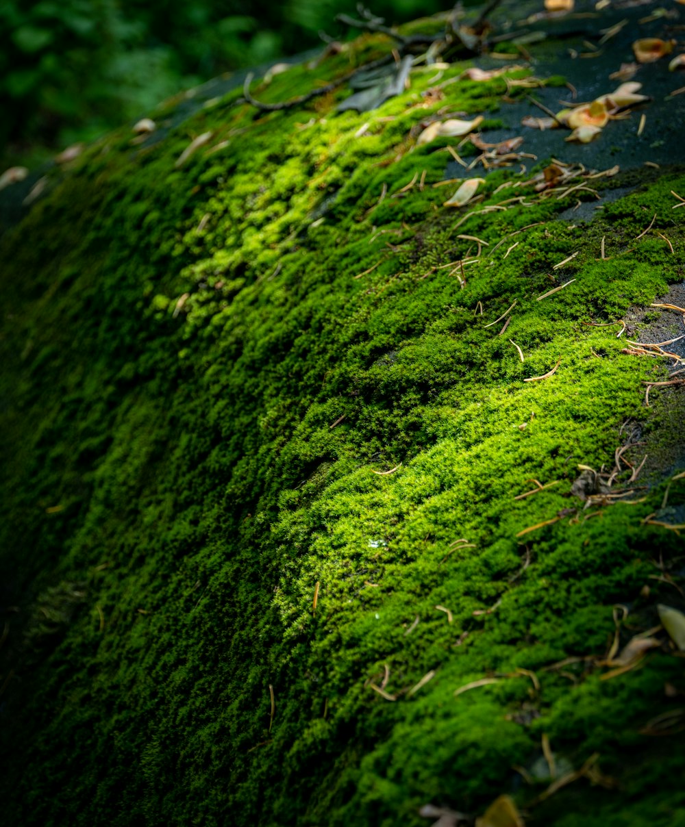 musgo verde sobre hierba verde