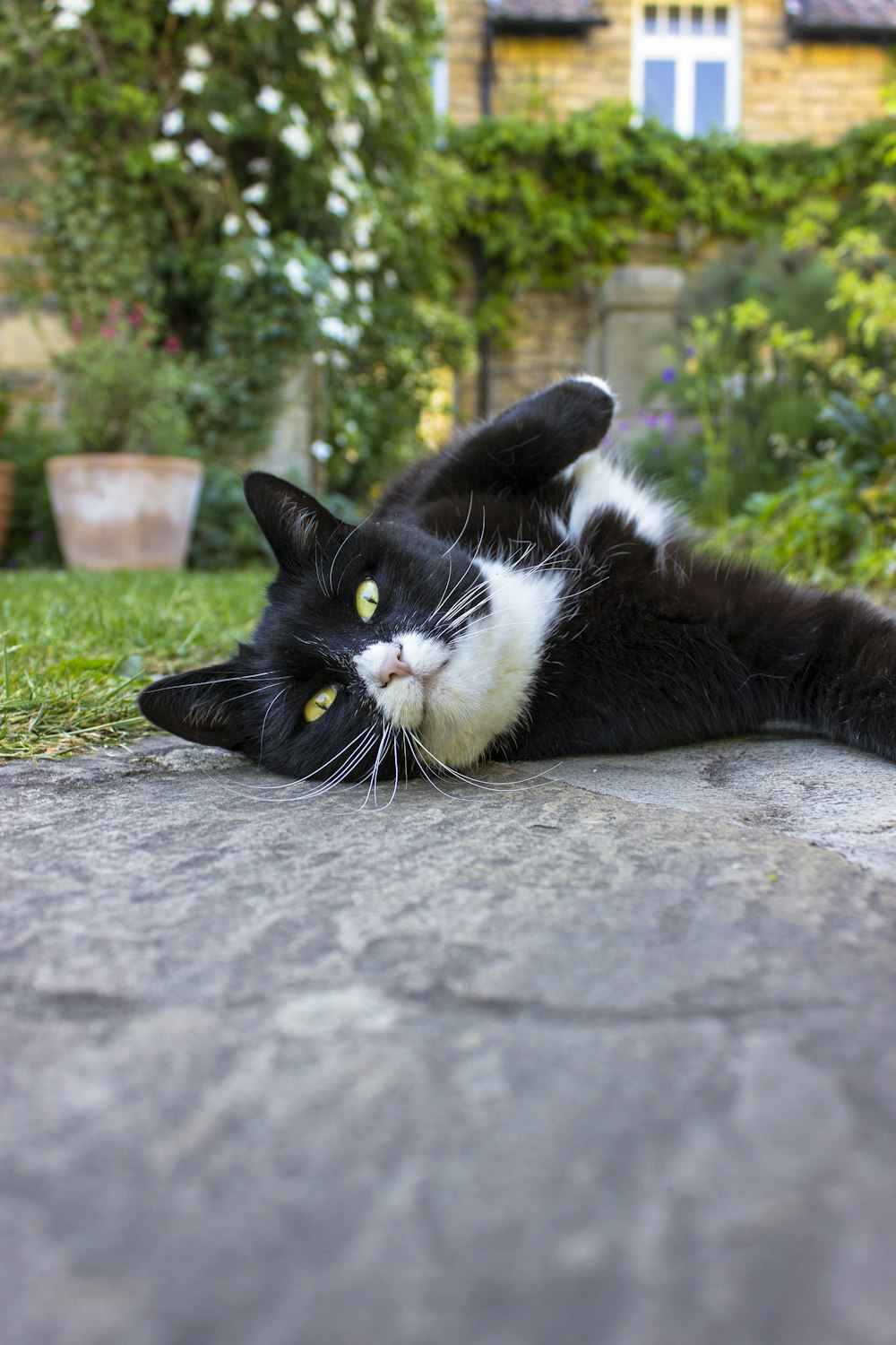 tuxedo cat lying on concrete floor