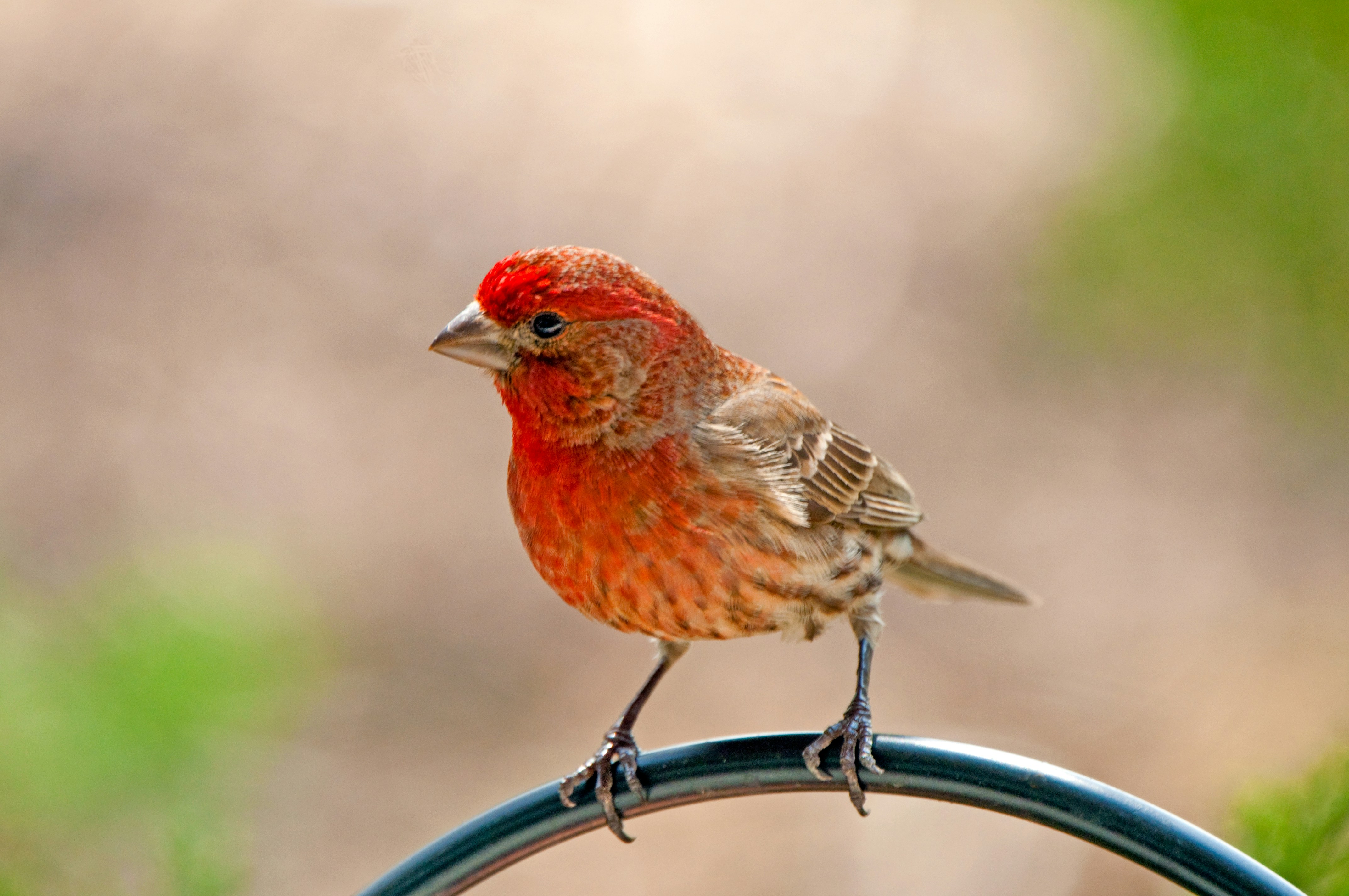 Bird Red