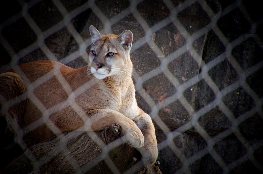brown and white lioness on brown metal cage