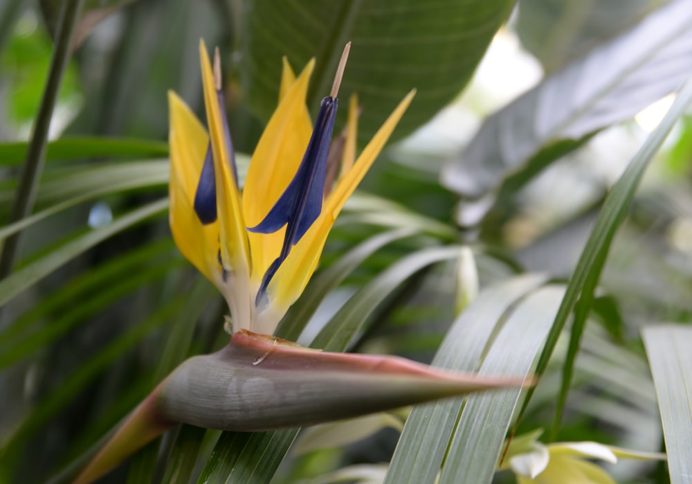 gelber und schwarzer Paradiesvogel blüht tagsüber