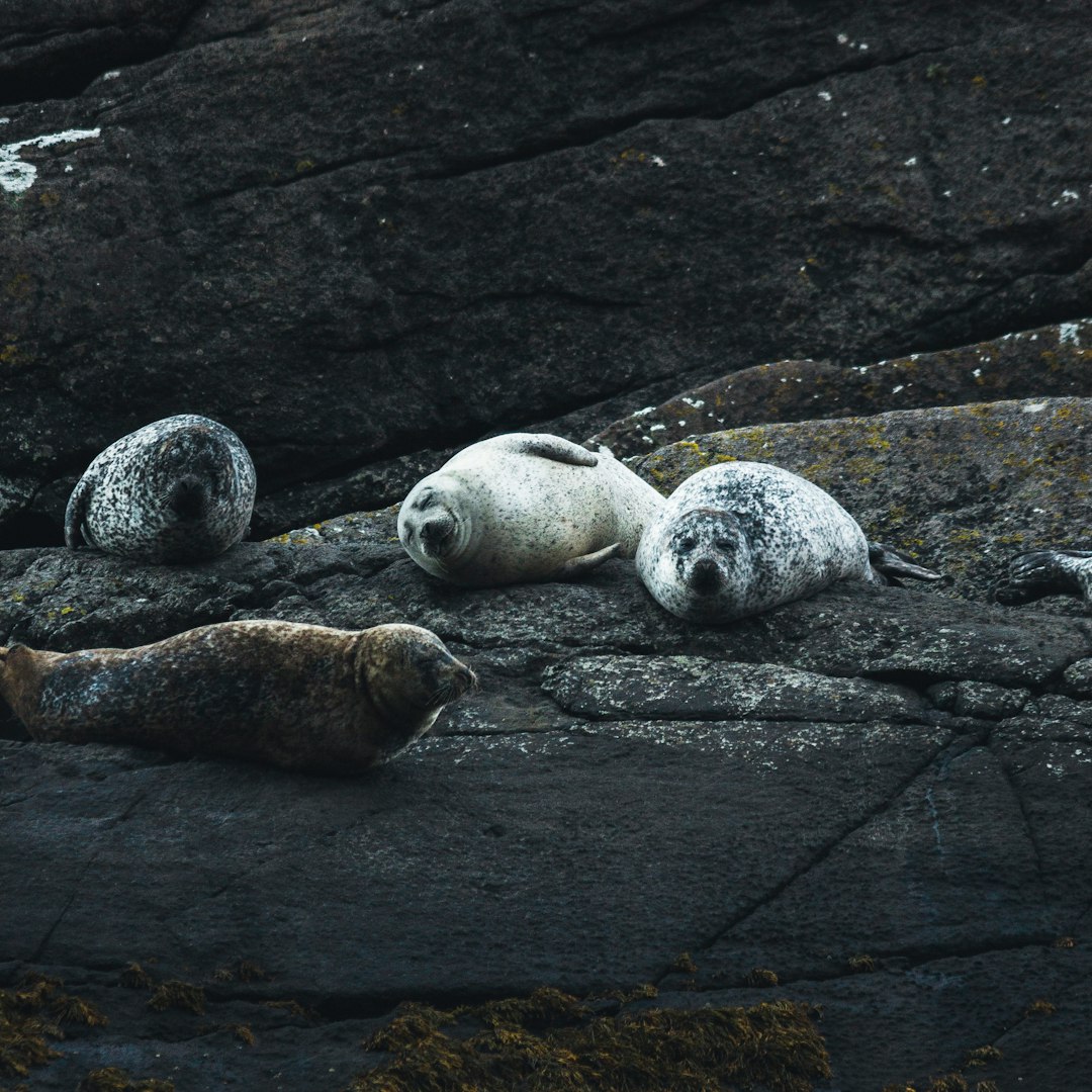 white seal on black rock