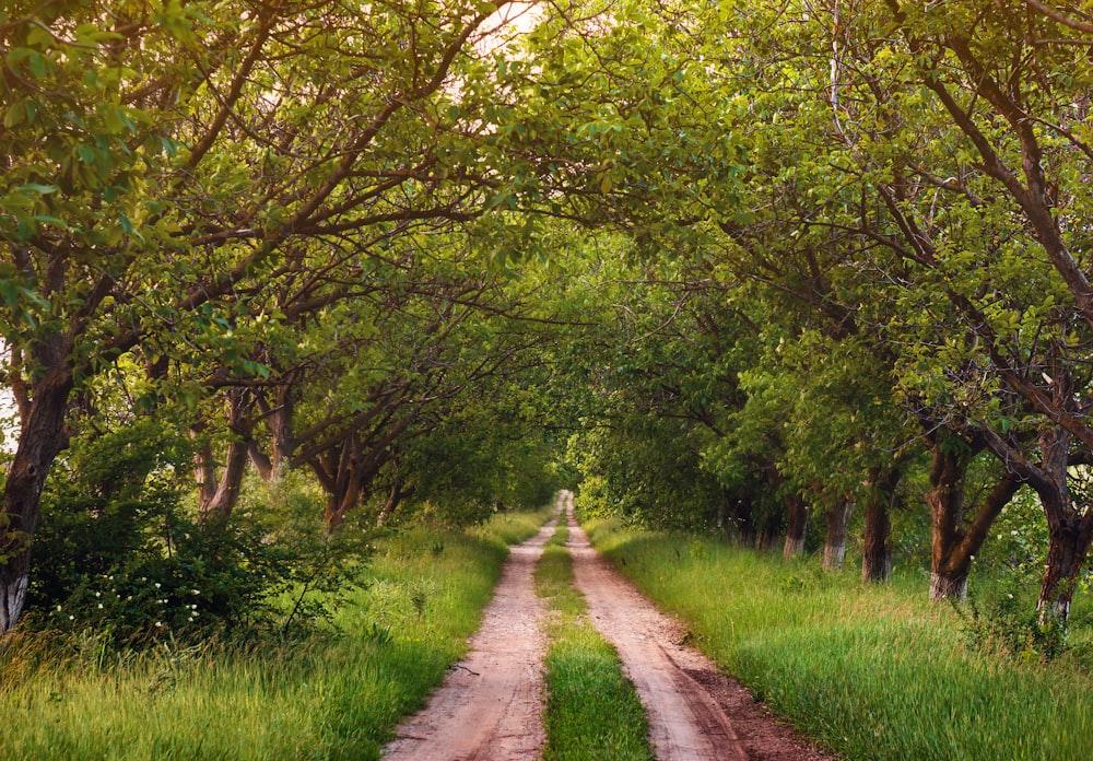 gray pathway between green grass and trees during daytime