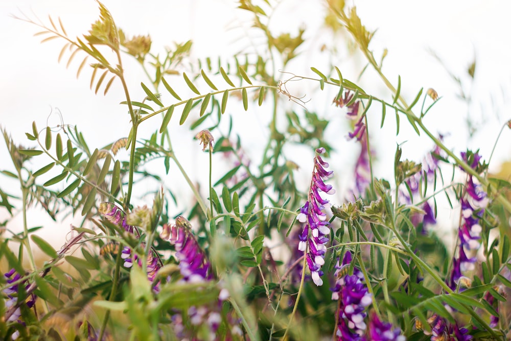 purple flowers in tilt shift lens