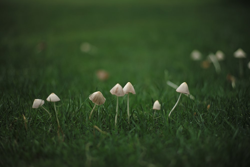 white mushrooms on green grass field during daytime