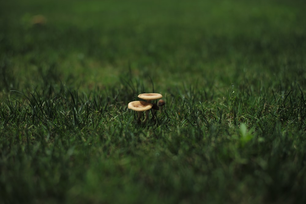 brown mushroom on green grass field during daytime