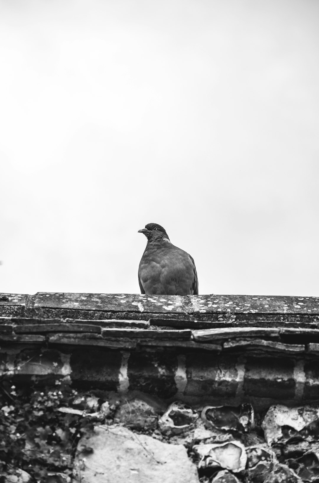 grayscale photo of bird on concrete wall