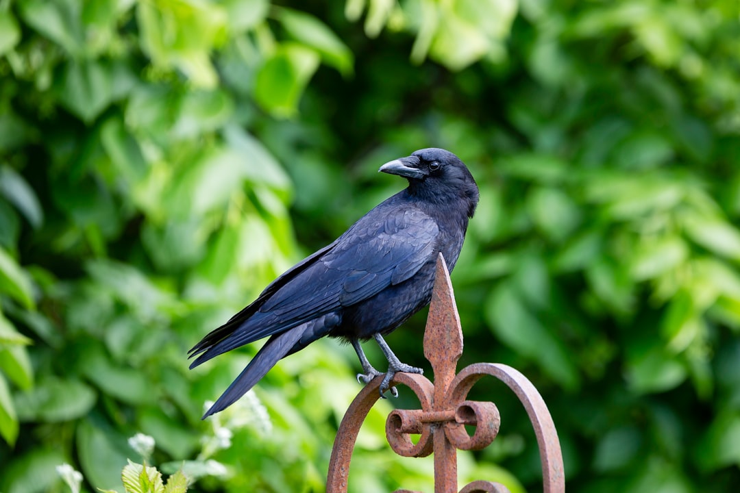  blue bird on brown metal wire during daytime raven