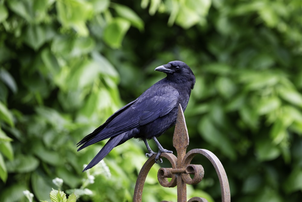 blue bird on brown metal wire during daytime