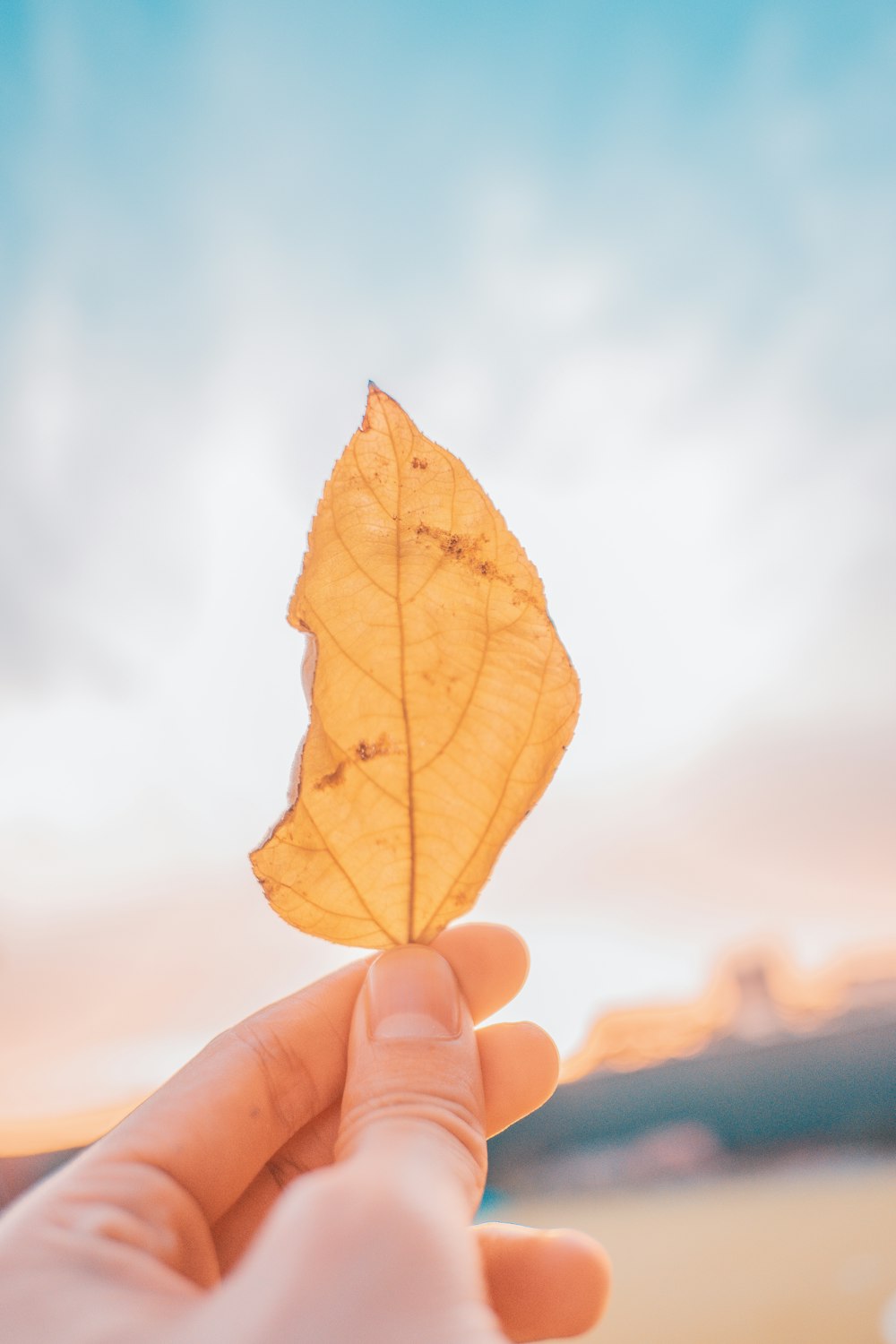 feuille jaune sous des nuages blancs pendant la journée