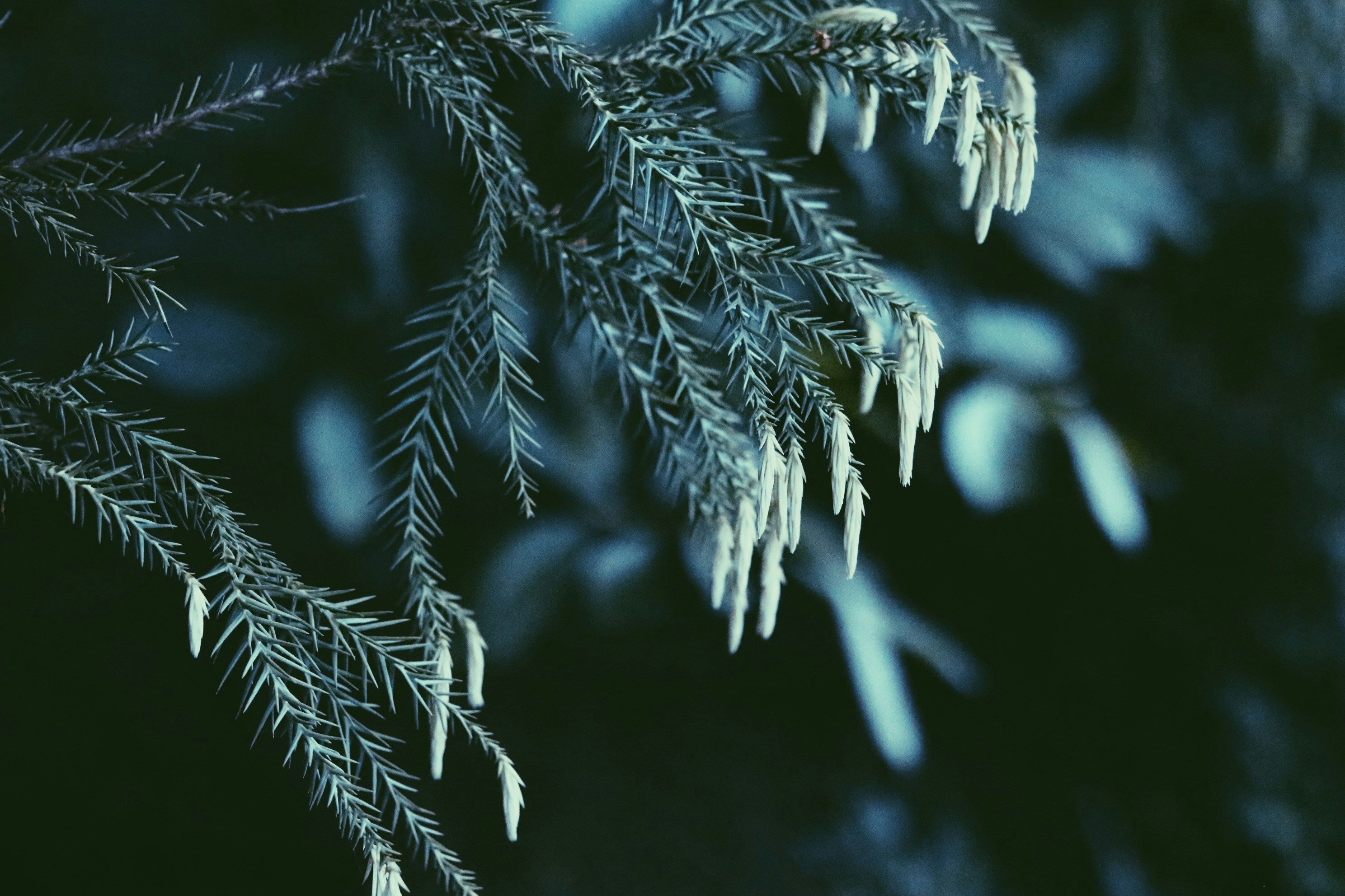 Photo by seemabansal