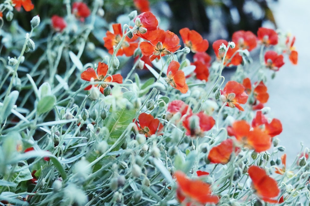 red flowers in tilt shift lens