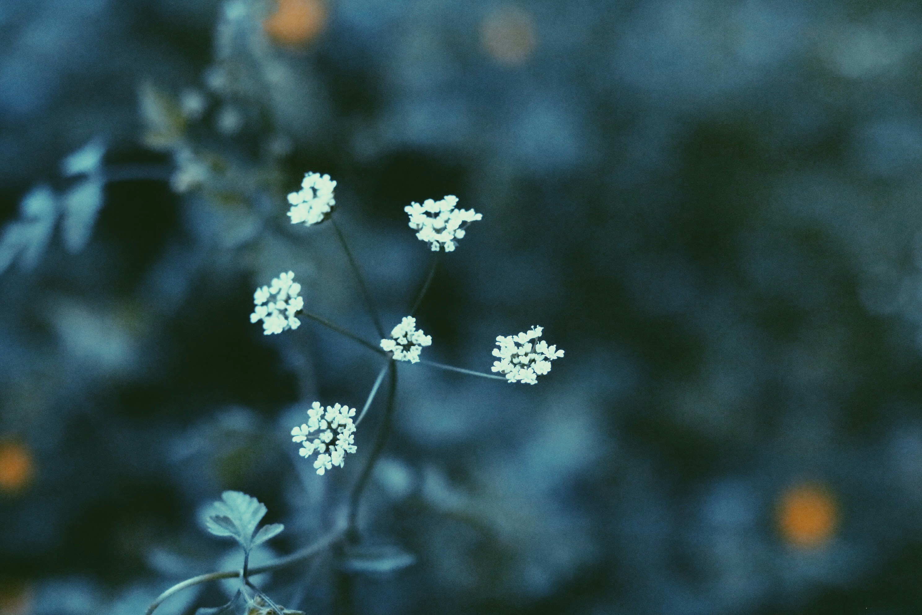 Photo by seemabansal