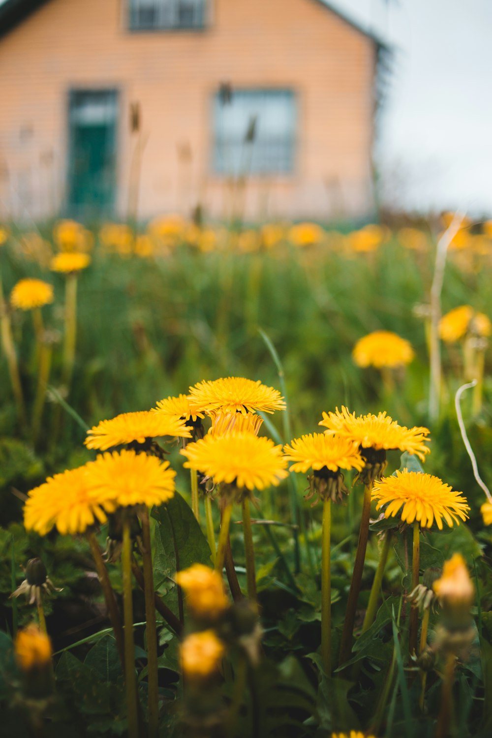 yellow flowers in tilt shift lens