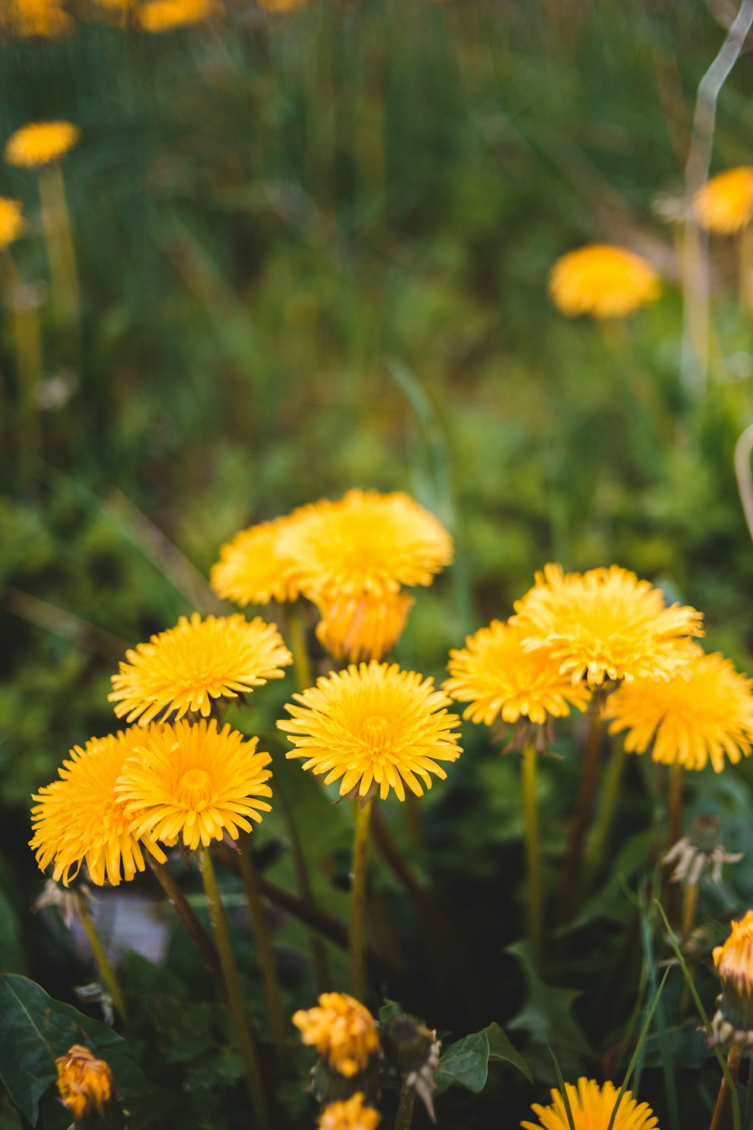 yellow flowers in tilt shift lens