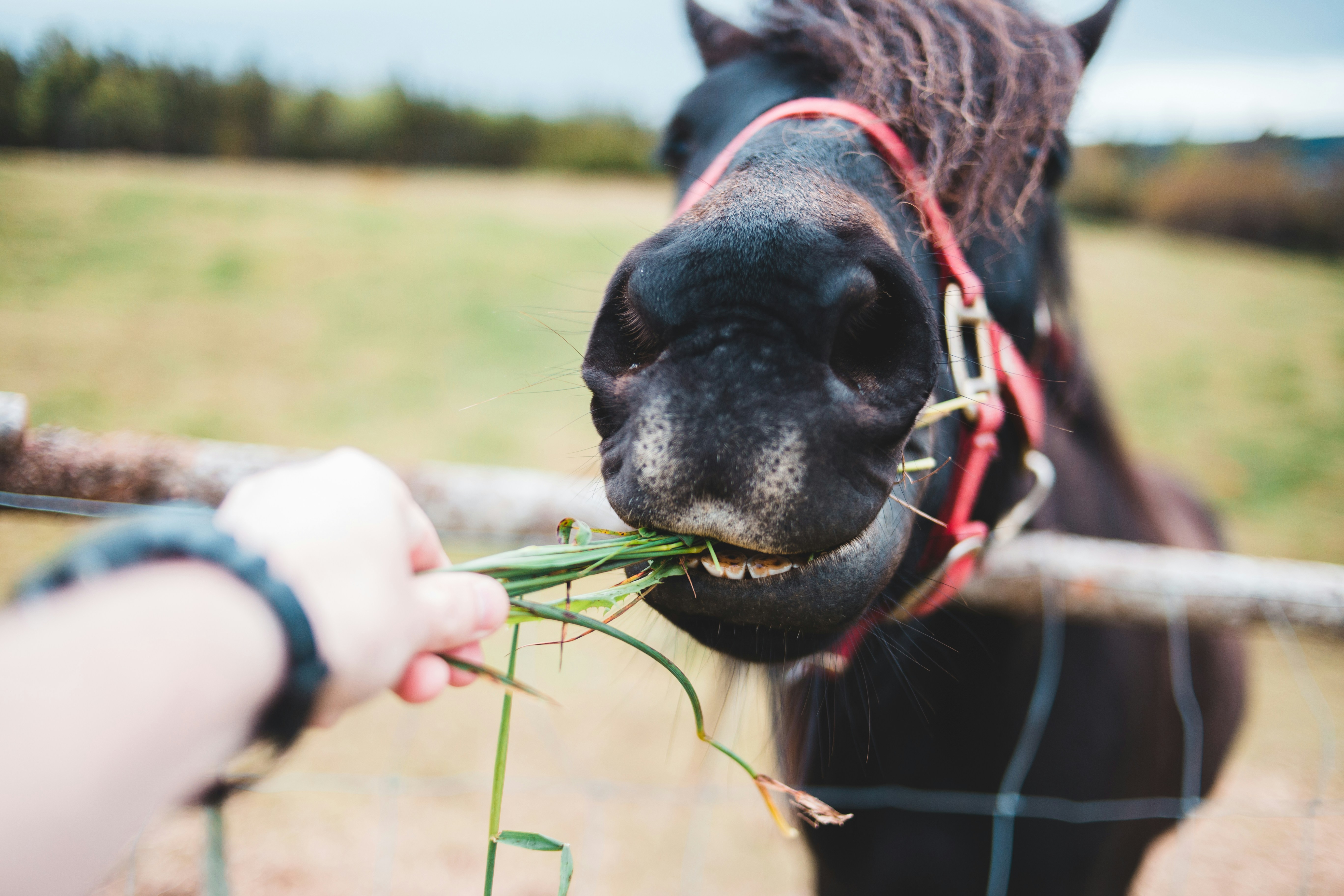 Horse enjoying healthy treats from owner's hand