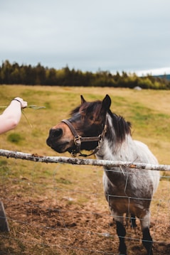 A small horse with a dark mane and a white and gray coat stands behind a wire fence in a field. It is reaching towards a hand extending greens, suggesting interaction or feeding. The background includes a grassy landscape with trees and a cloudy sky.