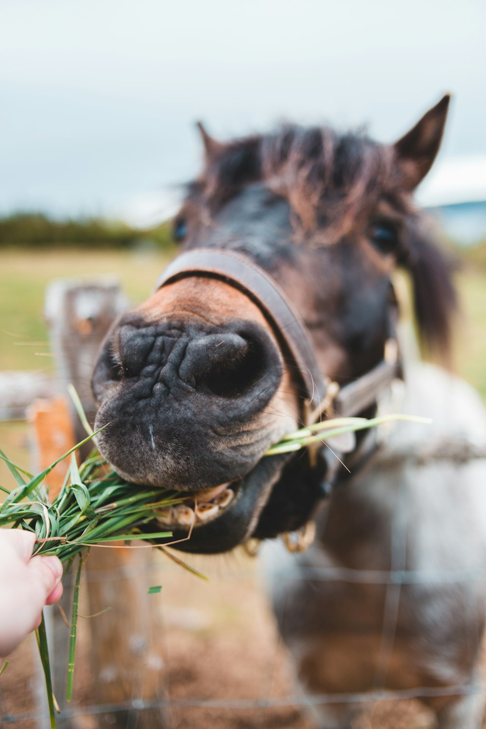 brown and white horse eating grass during daytime