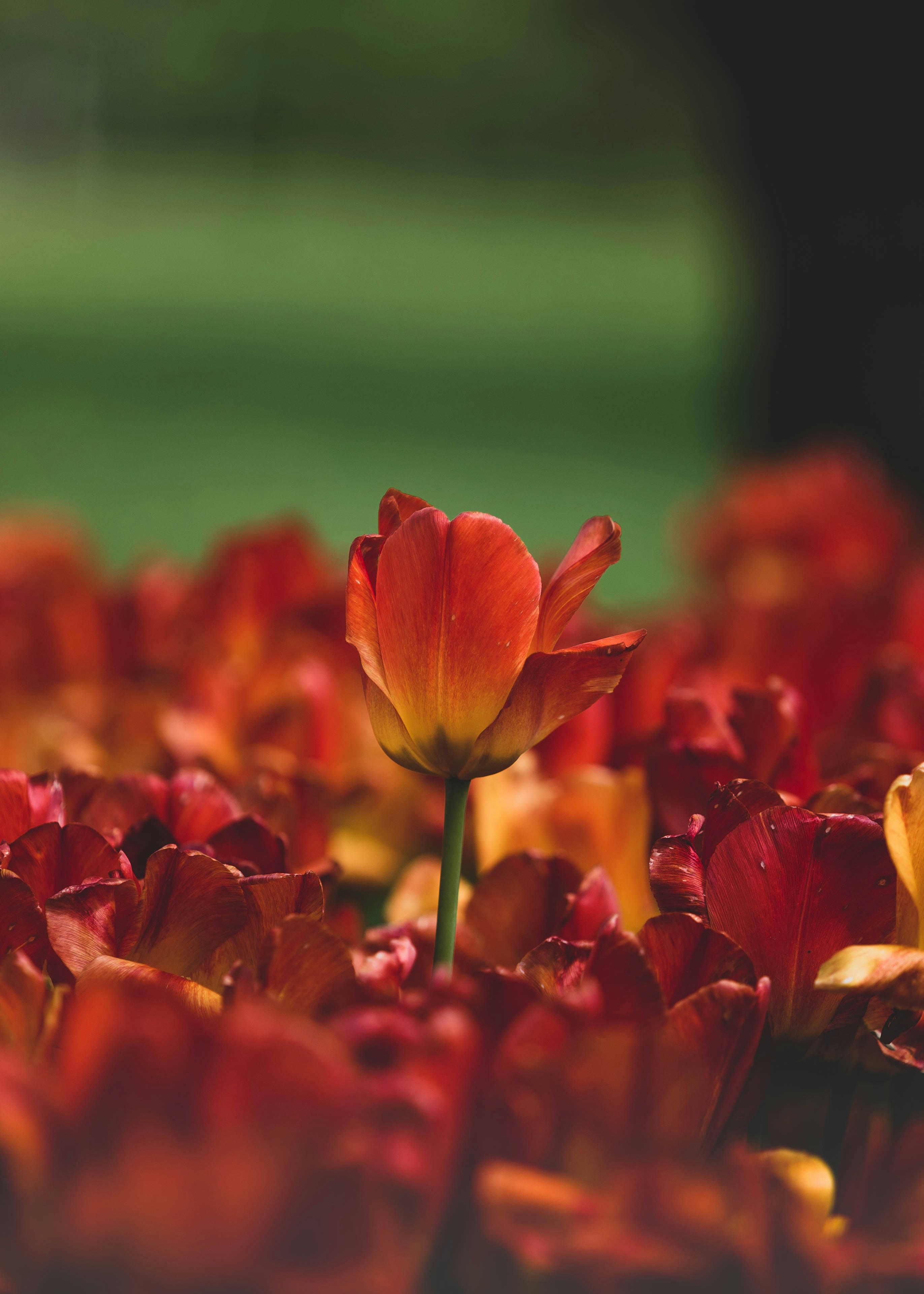 Photo by theshuttervision