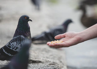 Hand holding crunchy pigeon biscuits shaped like small pellets.