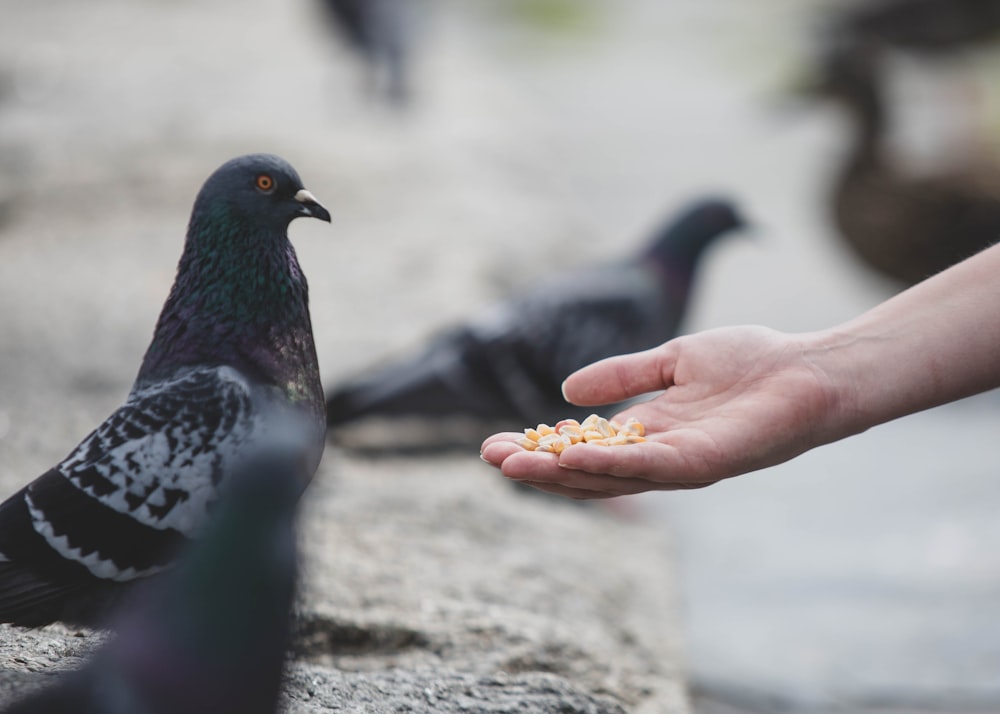 black and white bird on persons hand