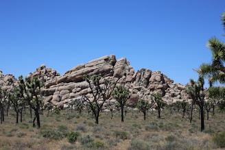 A rocky desert landscape with large boulders and scattered Joshua trees under a clear blue sky.