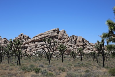 A rocky desert landscape with large boulders and scattered Joshua trees under a clear blue sky.