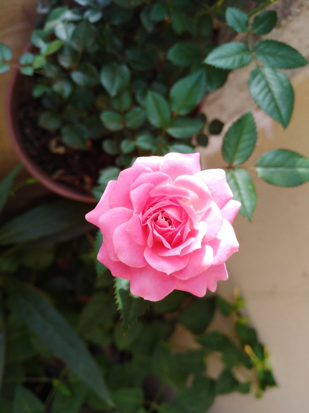 pink rose in brown clay pot