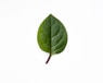 a leaf on white surface representing self reflection and healing through psychological counselling