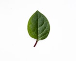 a leaf on white surface representing self reflection and healing through psychological counselling