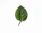 green leaf on white surface