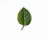 green leaf on white surface