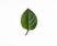 green leaf on white surface