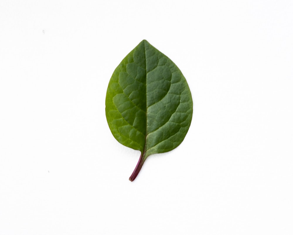 green leaf on white surface