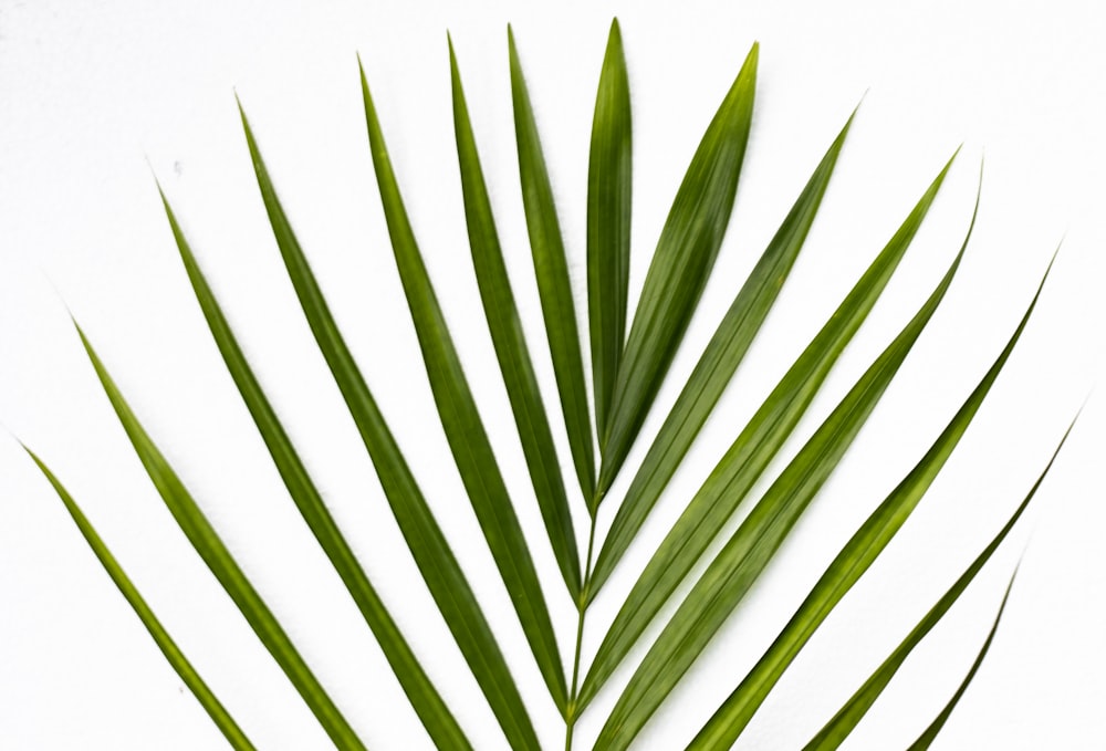 green leaf plant on white background