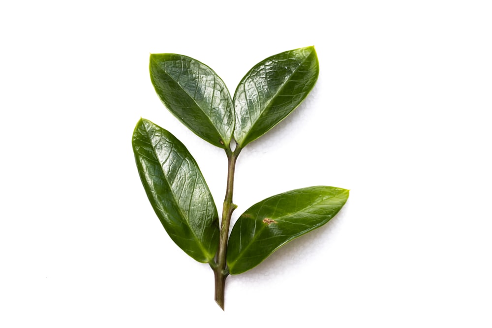 green leaves on white background