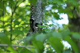 A woodpecker mid-tap on a textured tree trunk surrounded by autumn leaves.
