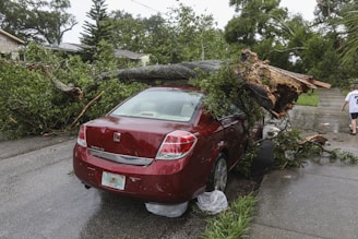 tree fell on car in sydney