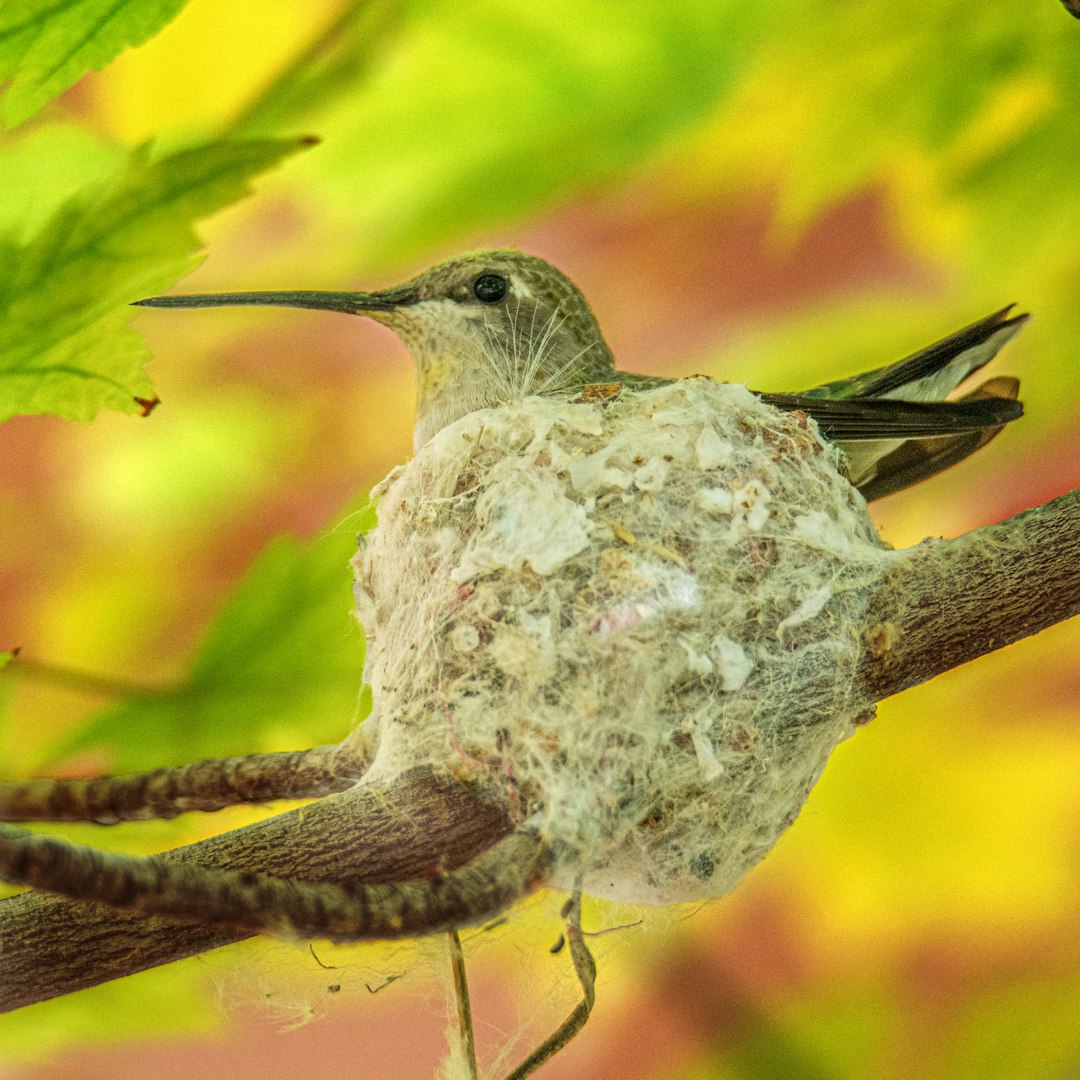 white and brown bird on green plant