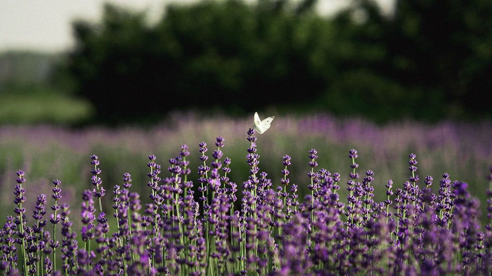 purple flower in tilt shift lens