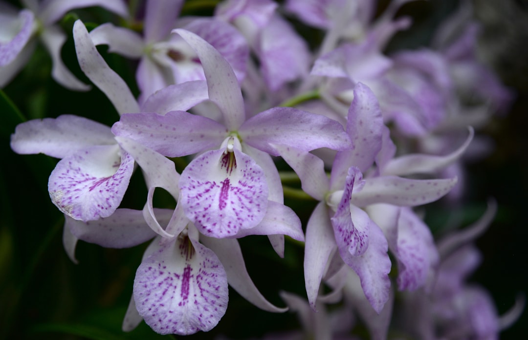 purple and white flower in macro shot