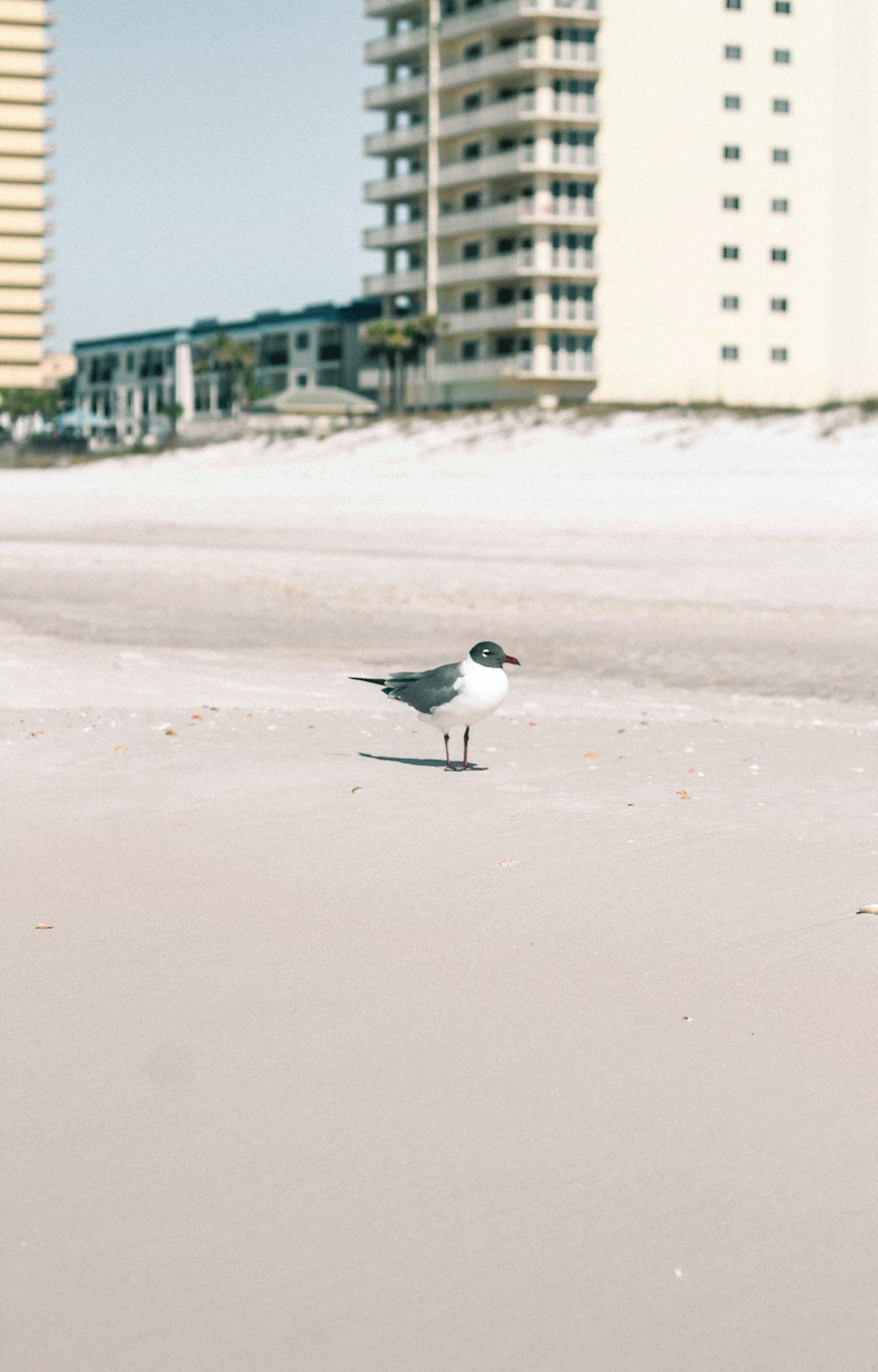 black and white bird on gray sand during daytime