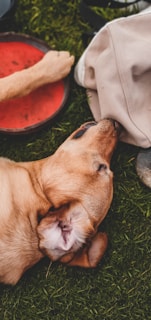 brown short coated dog lying on green grass